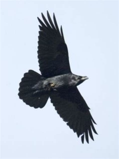 Raven Symbolism, Lore & Mythology | HubPages