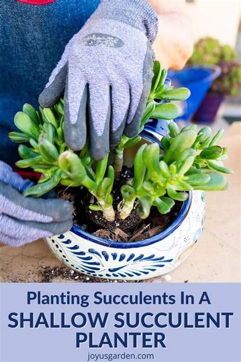 How To Plant Succulents In A Shallow Succulent Planter Repotting