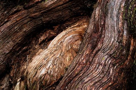 Western Red Cedar At Jurassic Grove Near Port Renfrew Vancouver Island