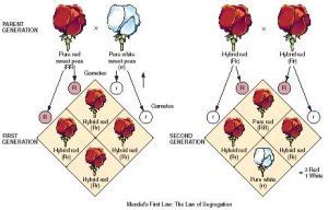 Principles Of Chromosomal Theory Interpretation Of Mendel S Laws