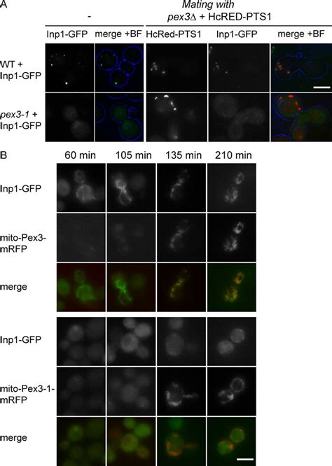 Pex3-1p fails to recruit Inp1p-GFP to peroxisomes. (A) WT and pex3-1 ... 