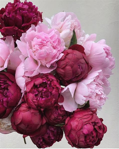 Debby Botanica Trading On Instagram Pink Peonies Two Of My