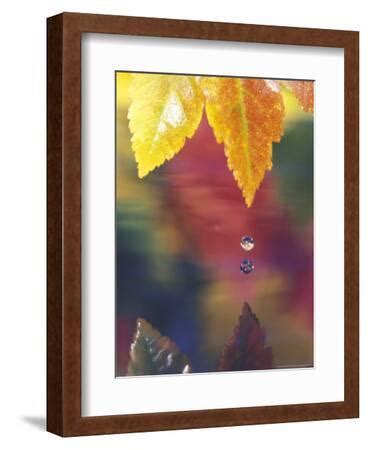 vine maple leaf usa photographic print stuart westmoreland