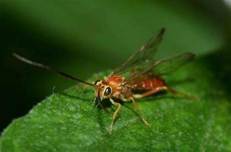 Vespoidea - Euceros - BugGuide.Net