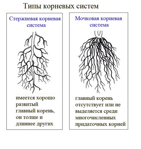 Вегетативные органы растений. Корень, стебель — что это, определение и ...
