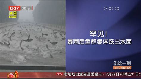 罕见！暴雨后鱼群集体跃出水面北京时间