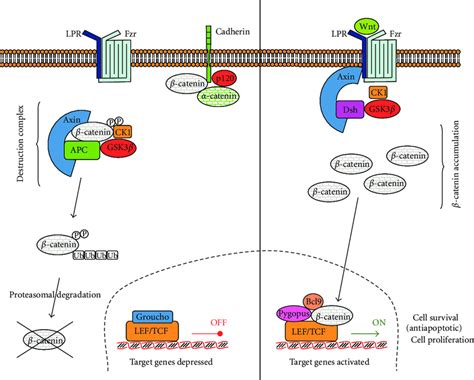 VEGF Signaling Pathway