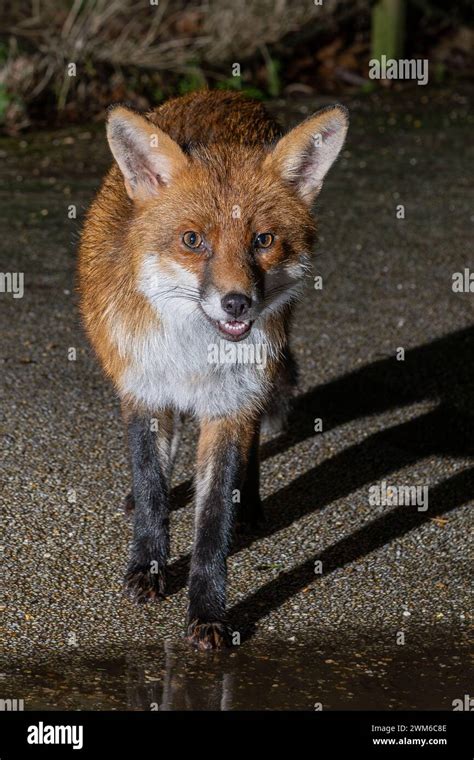 Urban fox in Bristol Stock Photo - Alamy