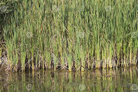 reeds stock image image  cultures wetlandsnn reed