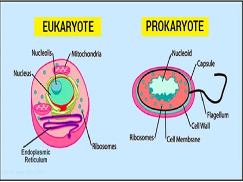 Prokaryotic Cell Definition Examples Expii | Sexiz Pix