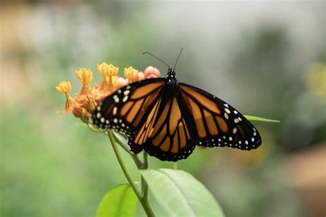 Borboleta Monarca Insetos Foto Gratuita No Pixabay Pixabay