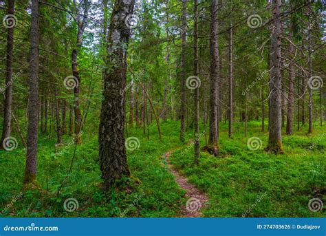 forest trail  saaremaa island  estonia stock photo image  woods