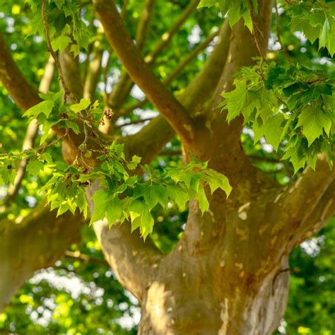 Plantas De Plátano De Sombra Platanus Acerifolia T O G