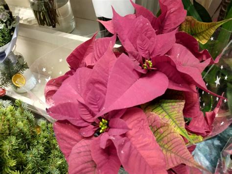 ŠTO ZA BOŽIĆ NUDE ZAGREBAČKI CVJEĆARI Jedan je cvijet već godinama hit a ovo o njemu sigurno