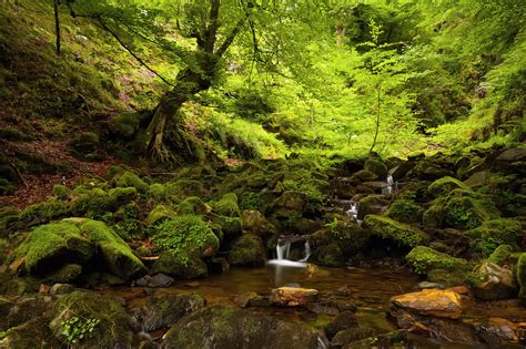 Forêt Fond d écran HD Arrière Plan 2048x1365 ID 278274