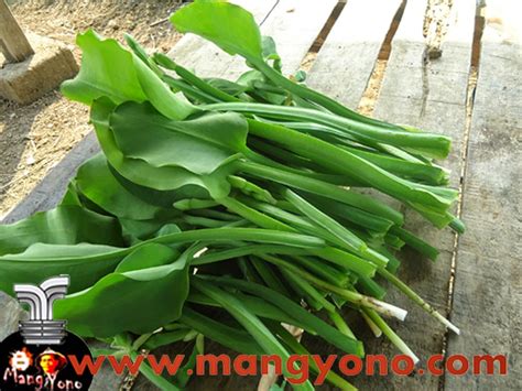 manfaat sayur Genjer | Selamat Datang di Blog Beti