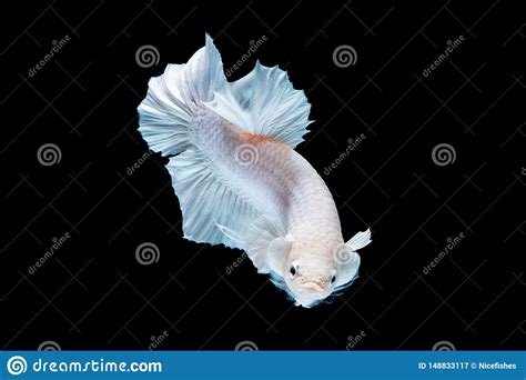 Luta Dos Peixes De Betta No Aqu Rio Imagem De Stock Imagem De Aleta