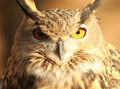 Archimedes A Great Horned Owl Is In Captivity At The Nashville Zoo