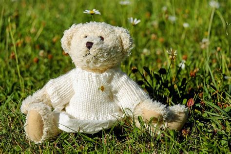 300 000 Free Fondo Osito Teddy Bear Images Pixabay