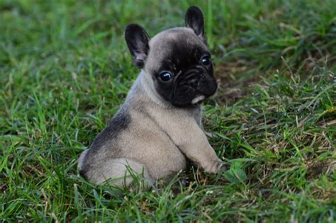 Chiots Bouledogues Français Lof Uncompagnonfr