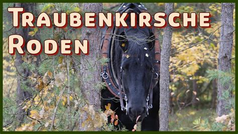 Roden Der Traubenkirsche R Ckepferde Im Wald Youtube