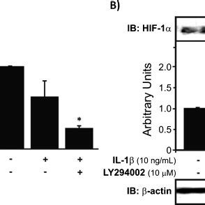 HIF 1α mRNA expression and protein levels in human chondrocytes treated