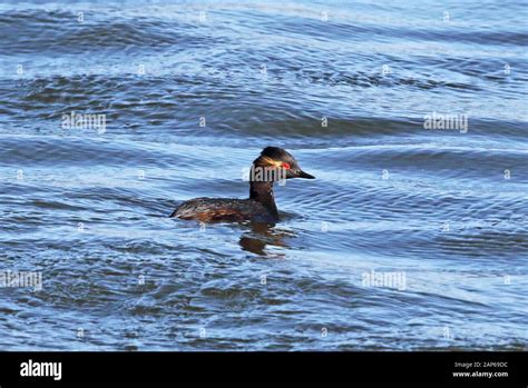 Black Necked Grebe Podiceps Nigricollis Gurneyi Adult Swimming On