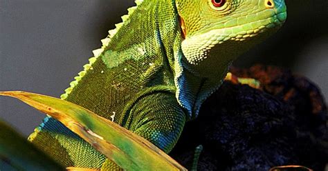 Foto-Natura-Huesca: IGUANA BANDEADA Brachylophus fasciatus Alexandre ...