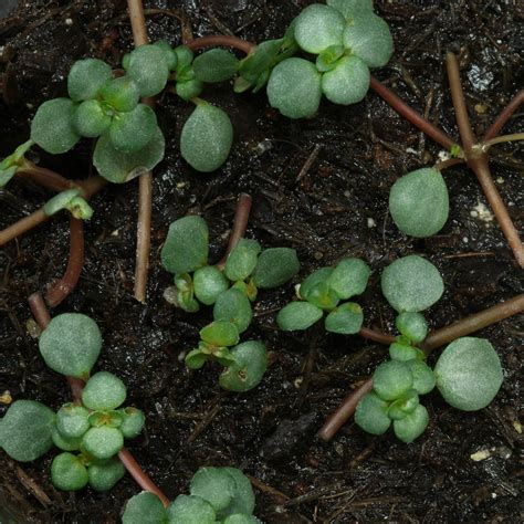 Popular Pilea types