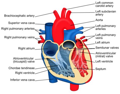 Sketch And Label Ventral View Of Human Heart