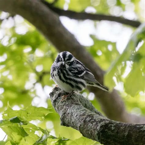 Black-and-White Warbler - Facts, Diet, Habitat & Pictures on Animalia.bio