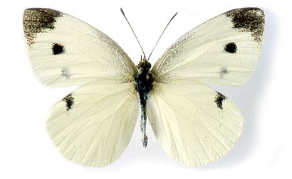 Pieris-rapae - Entomology Today