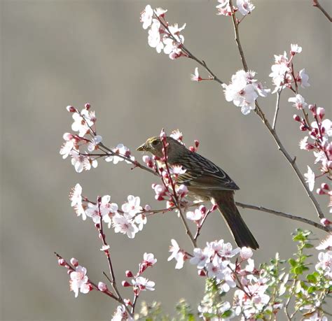 Golden Crowned Sparrow From Contra Costa County CA USA On February 24