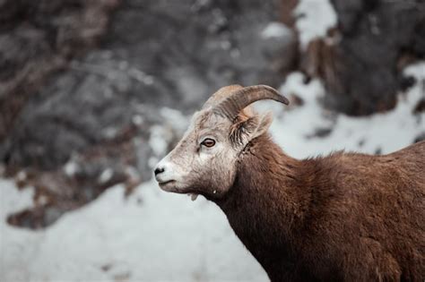 Premium Photo Bighorned Ram Ovis Canadensis Gazes Over A Snowy