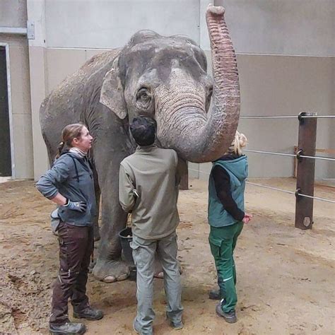 Don Chung im Tierpark Cottbus Chóśebuz angekommen Stadt Cottbus Chóśebuz