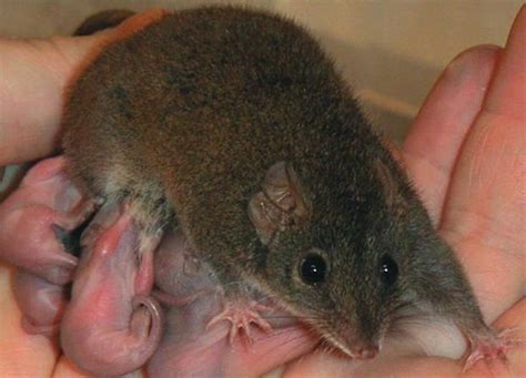 Why Marsupials 'Mate Themselves to Death': Better Sperm | Live Science