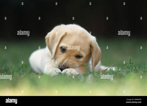 Labrador Retriever Canis Lupus Familiaris Puppy Lying On Grass While