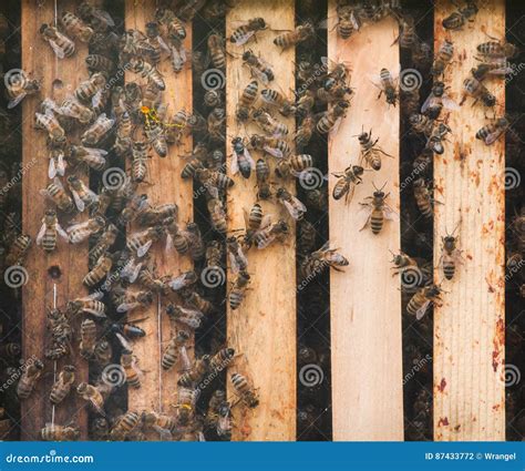 Mellifera Occidental De Los Apis De La Abeja De La Miel Foto De Archivo