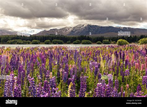 Lupins Mount Cook Lake Pukaki Hi Res Stock Photography And Images Alamy