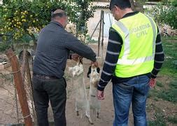 Dos Detenidos Por Robar 56 Corderos En Una Granja De Totana La Verdad