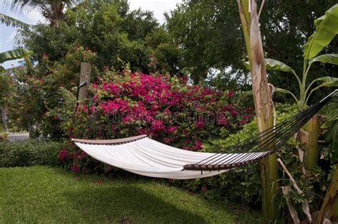 Hammock Under Palm Trees Stock Photo Image Of Tranquil 172425416