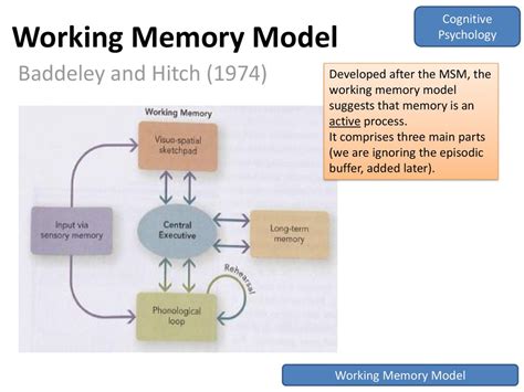 Working Memory Model Baddeley And Hitch 1974 Ppt Download