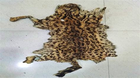 Leopard Skin Seized In Odisha 1 Arrested Kalingatv