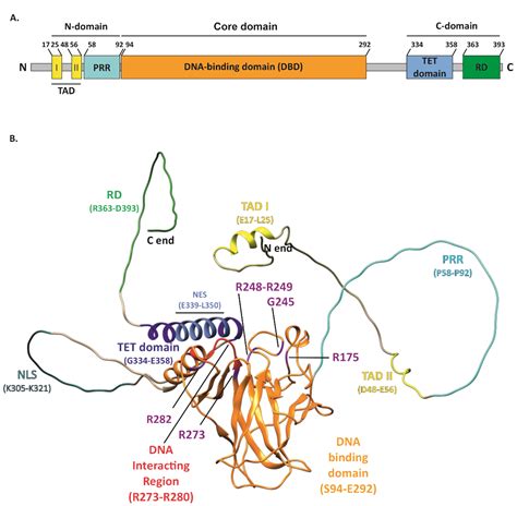 Gain Of Function Mutant P53 In Cancer Encyclopedia Mdpi