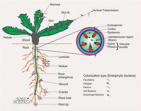 The Mode Of Entry Of Endophytic Bacteria Into Different Parts Of Plant