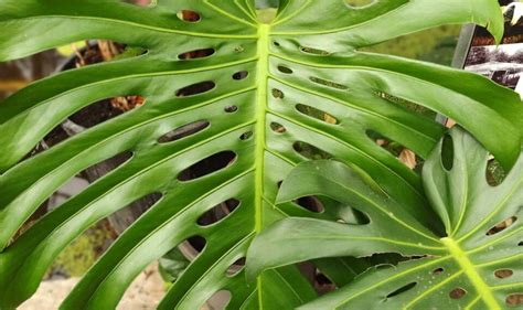 10 Big Leaf Plants - Stunning Indoor Houseplants with Large Leaves