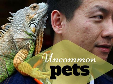 Ppt Unusual Pets Powerpoint Presentation Free Download Id7236458