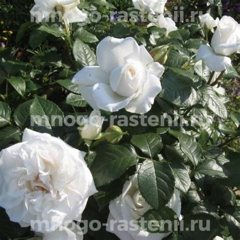 Саженцы Роза Аннапурна (Rosa Annapurna) купить по цене 600 руб. в ...