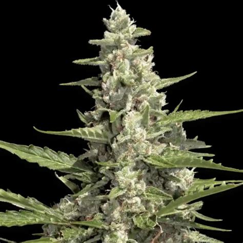 Pandora Auto semillas feminizadas Paradise Seeds Saltón Verde