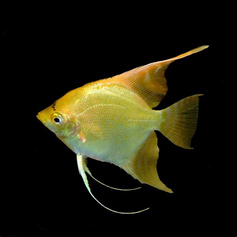 Skalar Gold Pterophyllum Scalare Var 7 99